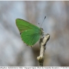 calloph chalybeitincta male volg